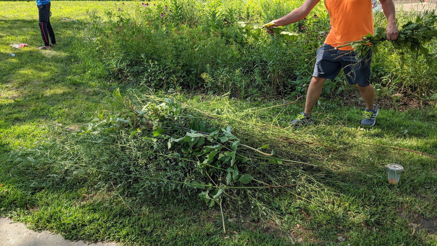 A pile of weeds pulled from a raingarden.