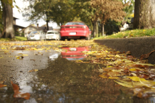 Wet leaves in a street. (Photo courtesy Minnesota Pollution Control Agency.)