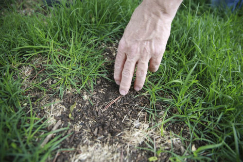 A hand pointing to a bare patch on a turfgrass lawn. (Photo: Clean Water Minnesota.)