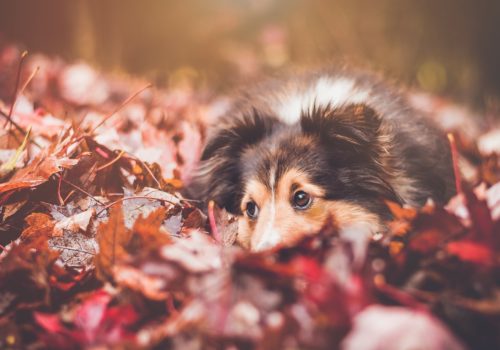 A dog laying in a pile of leaves.