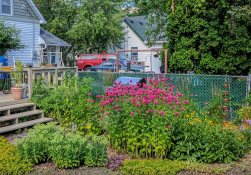 A residential raingarden filled with native plants.