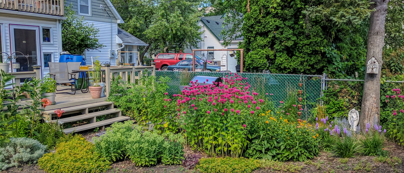 A residential raingarden filled with native plants.