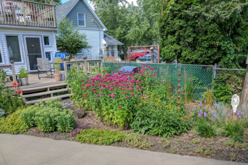 A backyard filled with native plants and flowers.
