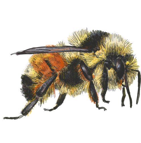 Illustration of a tri-colored bumble bee.