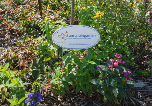 A newly planted raingarden at the Islamic Cultural Community Center.