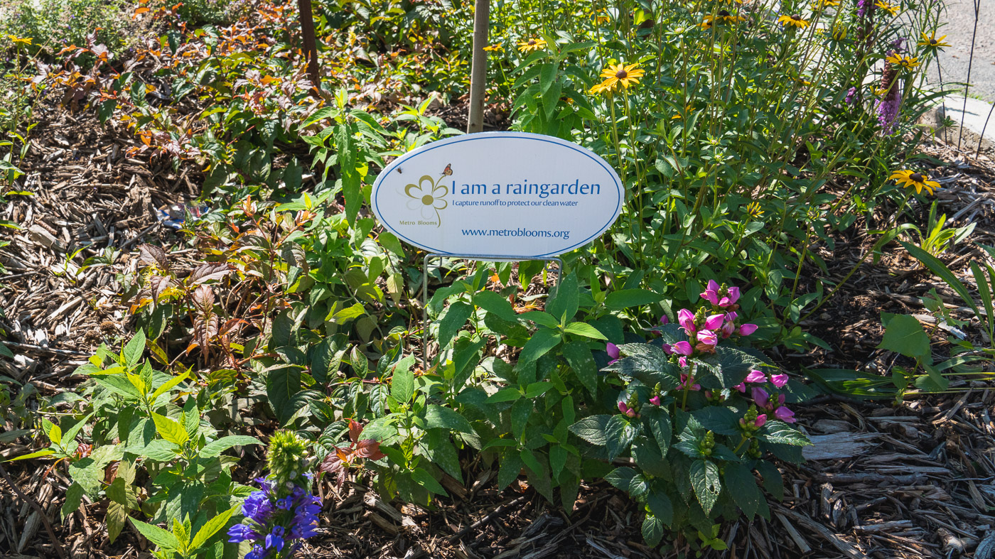 A newly planted raingarden at the Islamic Cultural Community Center.