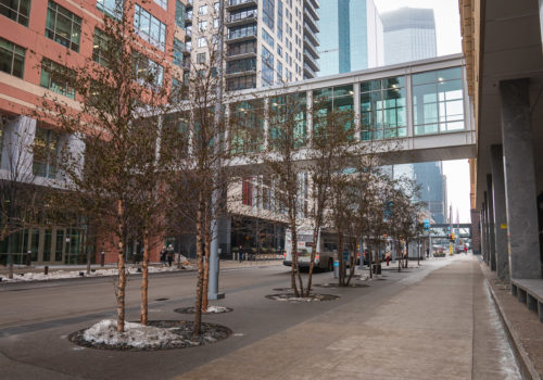 Street trees along Nicollet Mall in downtown Minneapolis.