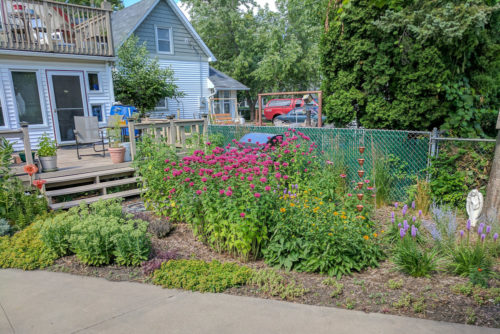 A Master Water Steward's backyard raingarden.