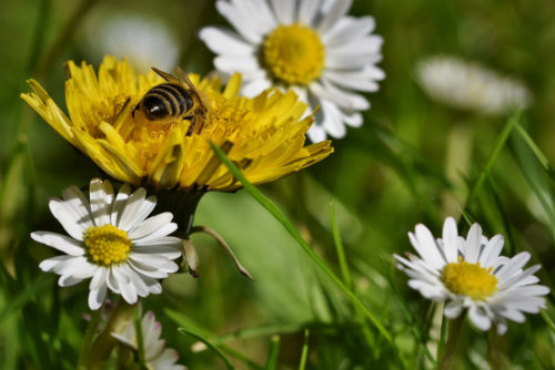 A bee feeding on a dandelion flower.