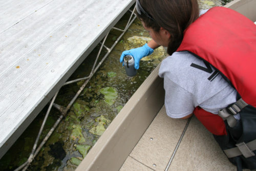 A scientist takes a sample of algae from a lake.