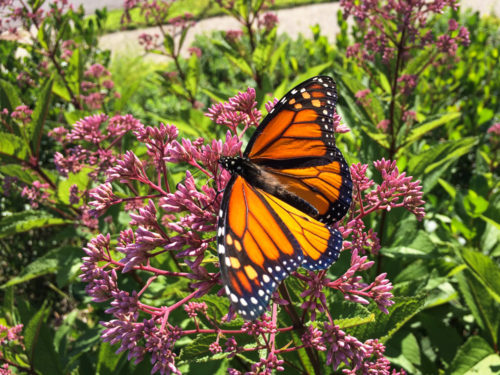 A monarch butterfly feeds on Joe Pye weed.