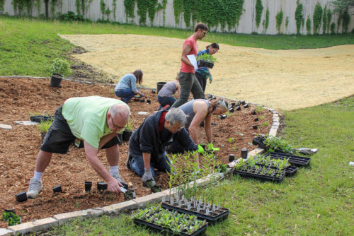 Volunteers plant a raingarden.