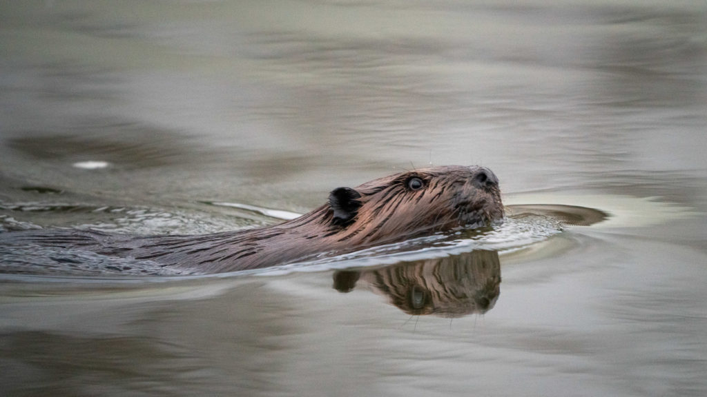 Beaver in the River MWMO