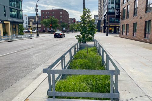 A stormwater planter on 8th Street in July 2022.