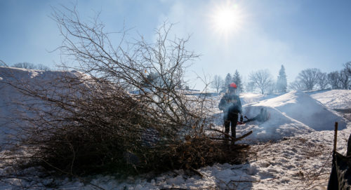 A worker burning a pile of buckthorn branches.