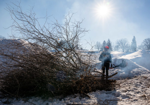 A worker burning a pile of buckthorn branches.