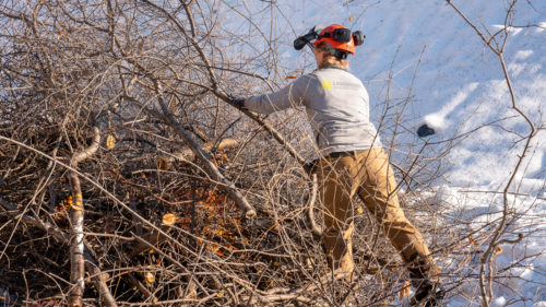 A worker adds buckthorn to a burn pile.