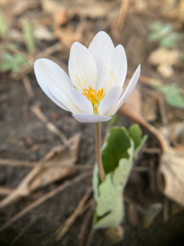 Bloodroot with leaf still unfurling.