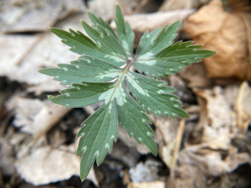 Virginia waterleaf.