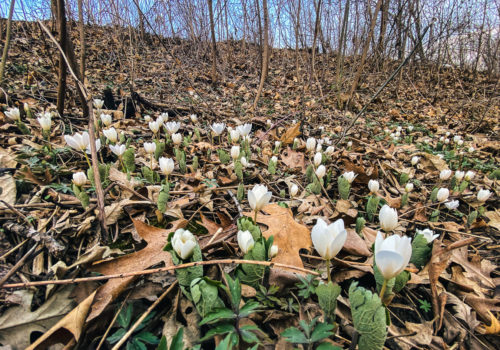 Wild bloodroot in the Mississippi River Gorge.
