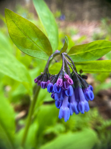 Virginia Bluebells