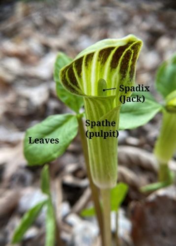 Jack-in-the-pulpit in the Mississippi River Gorge.