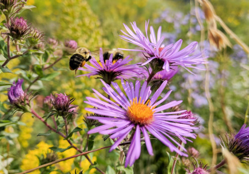 Asters and bees