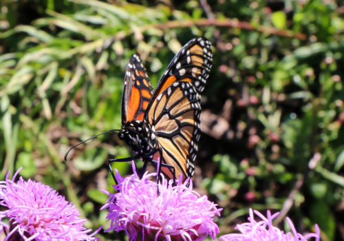 Monarch butterfly