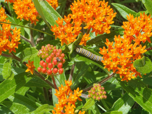 Monarch catepillar on butterflyweed