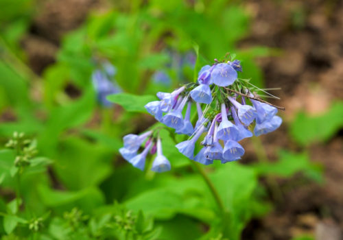 Virginia bluebells