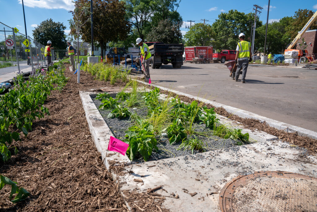 Close-up view of new native plantings at NorthPoint.
