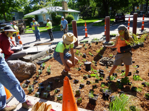 Workers and volunteers planting a raingarden in a traffic diverter.