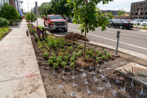 A worker plants native flowers and grasses in the reconstructed boulevards along 4th Street SE in August 2019.