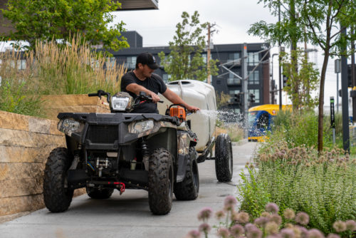 A worker uses an ATV with a water pump and a 200-gallon tank to water the boulevards along Fourth Street SE with treated stormwater runoff from the Towerside District Stormwater System.