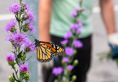 A Monarch butterfly feeds on a blazing star plant as an MWMO staff member looks on during a volunteer weeding and cleanup event. The native plantings along Fourth Street SE create a quarter-mile long corridor of urban habtiat irrigated with water from the district stormwater system.