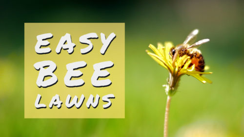 Easy Bee Lawns graphic