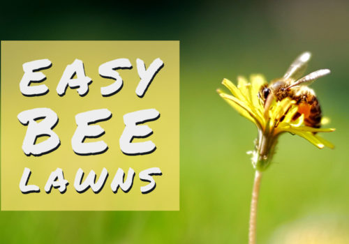 Easy Bee Lawns graphic