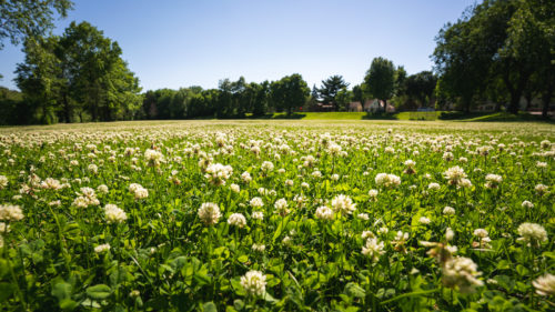 Dutch white clover in a field.