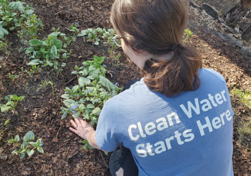 A Minnesota Water Steward working in a garden.