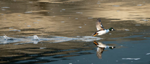 A common goldeneye taking flight from the Mississippi River.
