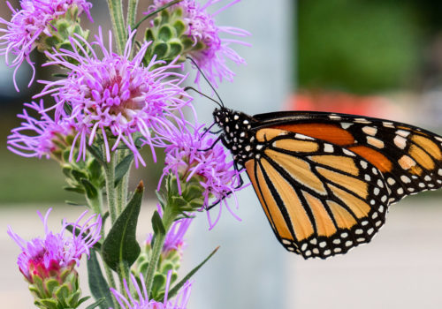 A Monarch butterfly on a blazing star plant.