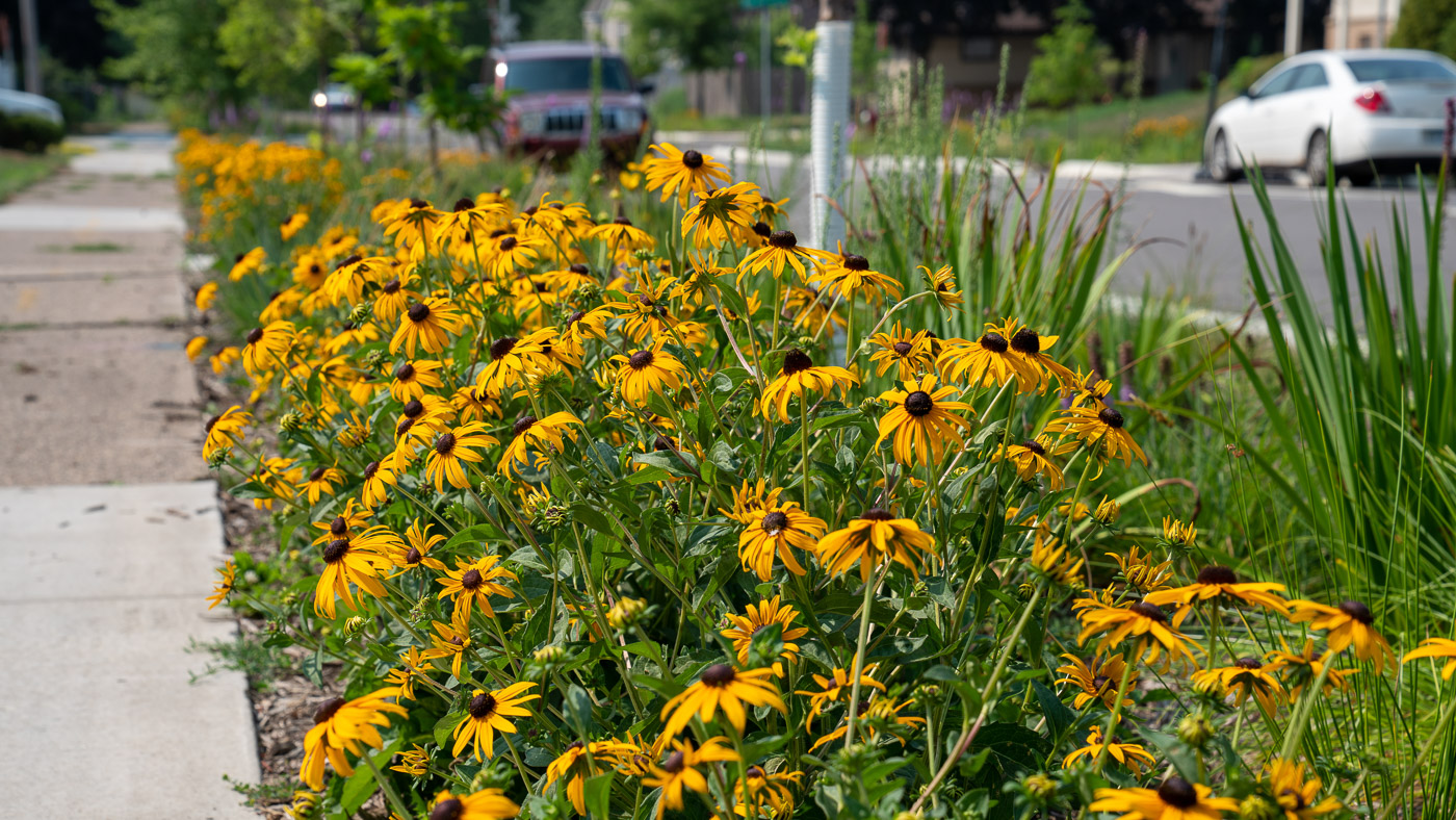 Black-eyed Susans in the boulevard tree trenches in Hoyer Heights.