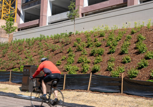 A cyclist riding past native plantings along the Midtown Greenway.