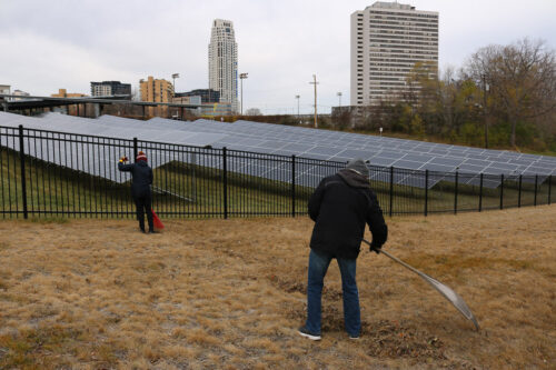 Volunteers tend to the landscape around a solar array.