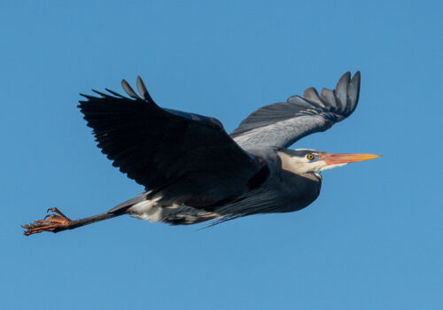 A great blue heron in flight.