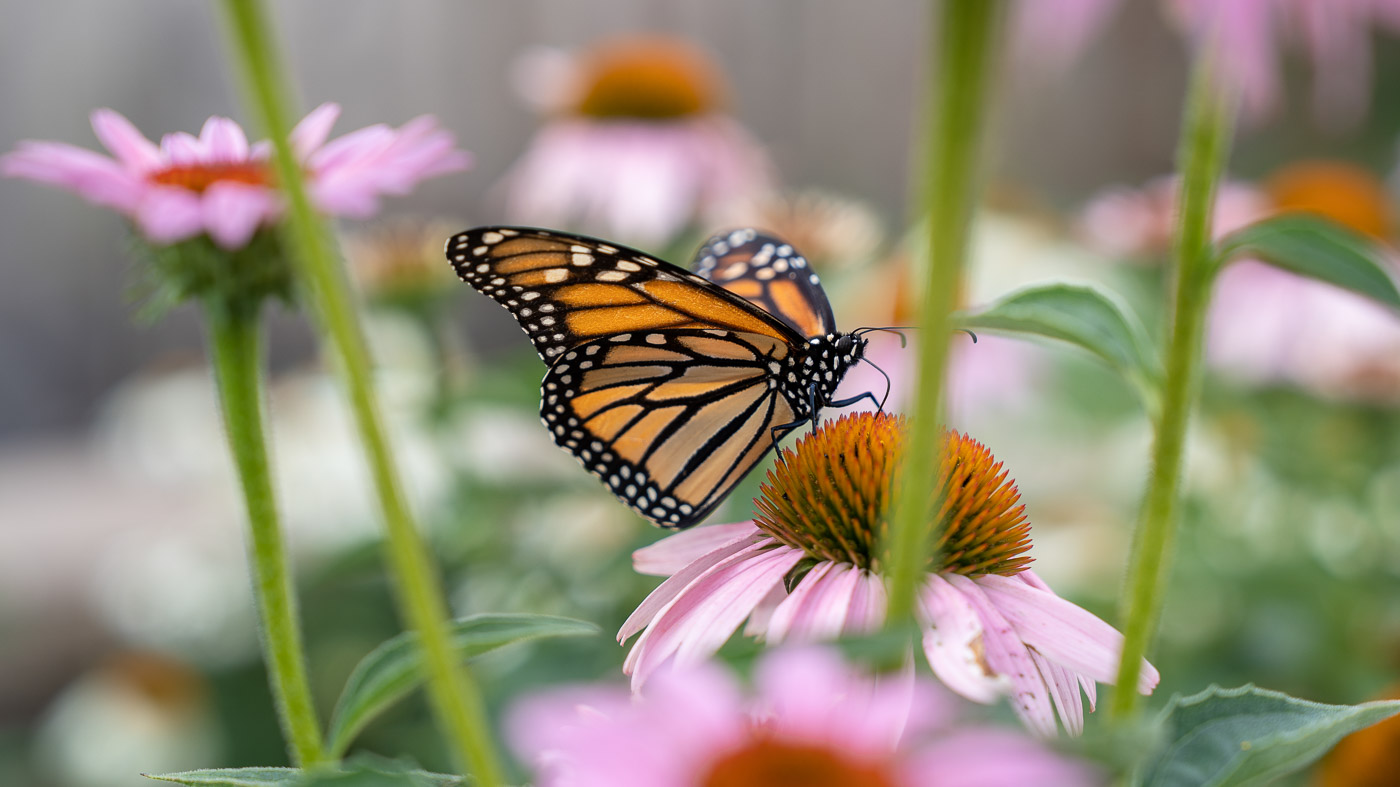 A Monarch butterfly on purple coneflower.