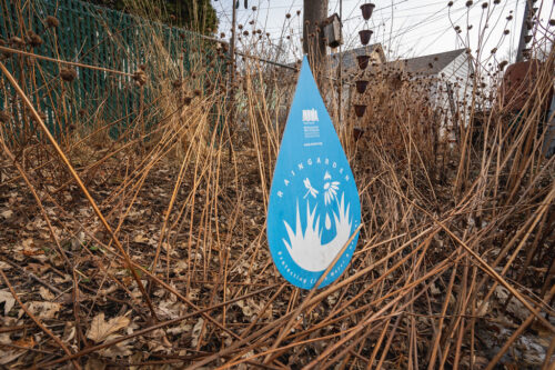 A raingarden sign in a late-winter raingarden with dead plant material.