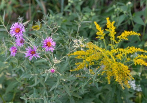 Aster and goldenrod flowers.