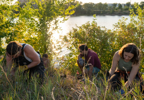 Volunteers planting native perennials along the Mississippi River at sunset.