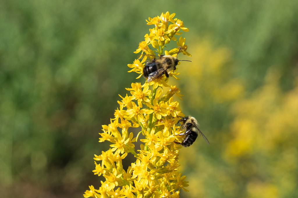 Bumblebees on goldenrod.